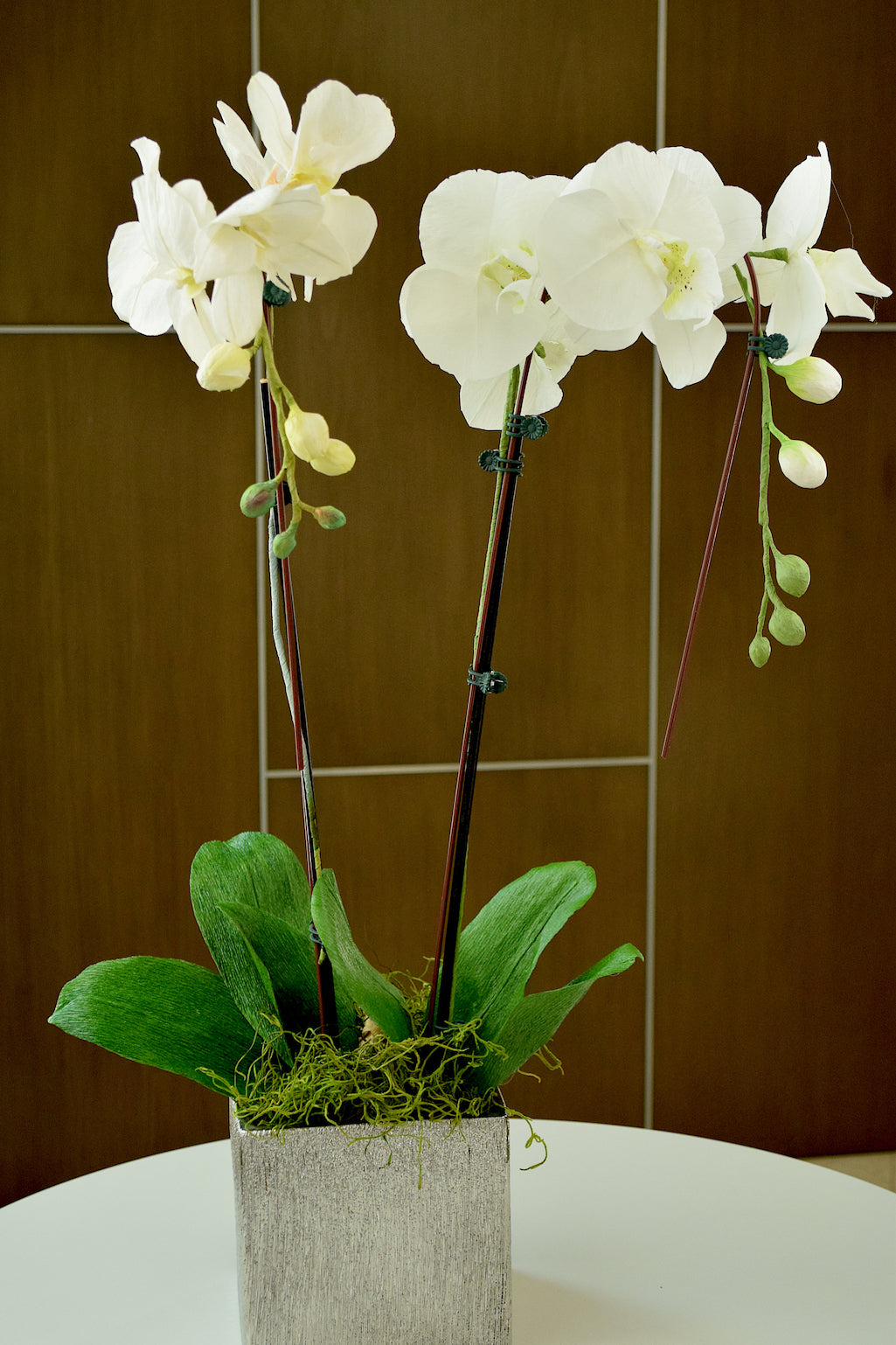 Two-stem White Phalaenopsis Orchid